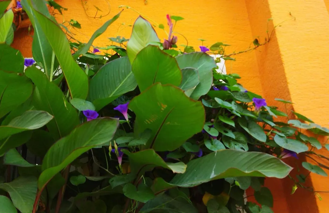 Sultan Hostel & Guesthouse-1